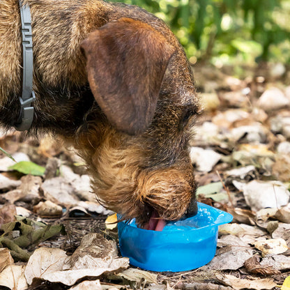 2-in-1 bottle with water and food containers for pets Pettap